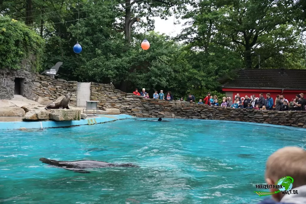 Kalifornischer Seelöwe im Zoo Duisburg - 2017