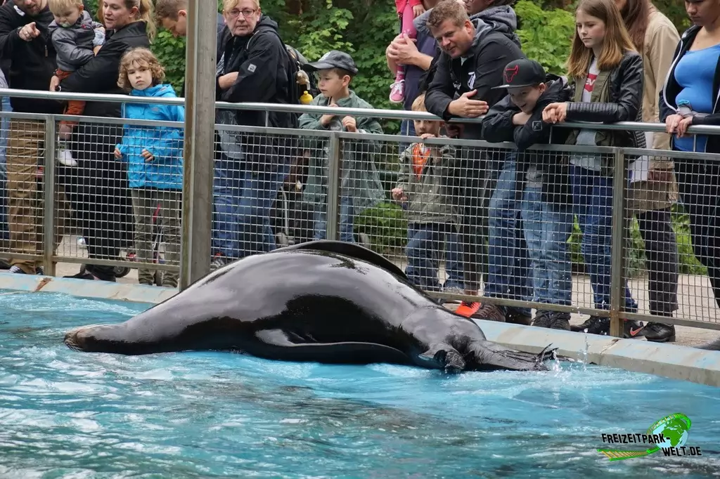 Kalifornischer Seelöwe im Zoo Duisburg - 2017