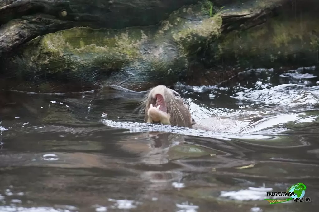 Riesenotter im Zoo Duisburg - 2017
