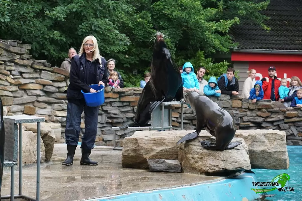 Kalifornischer Seelöwe im Zoo Duisburg - 2017