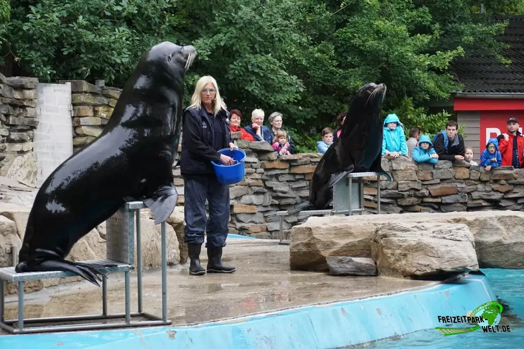 Kalifornischer Seelöwe im Zoo Duisburg - 2017