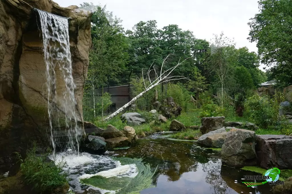 Sibirischer Tiger im Zoo Duisburg - 2017