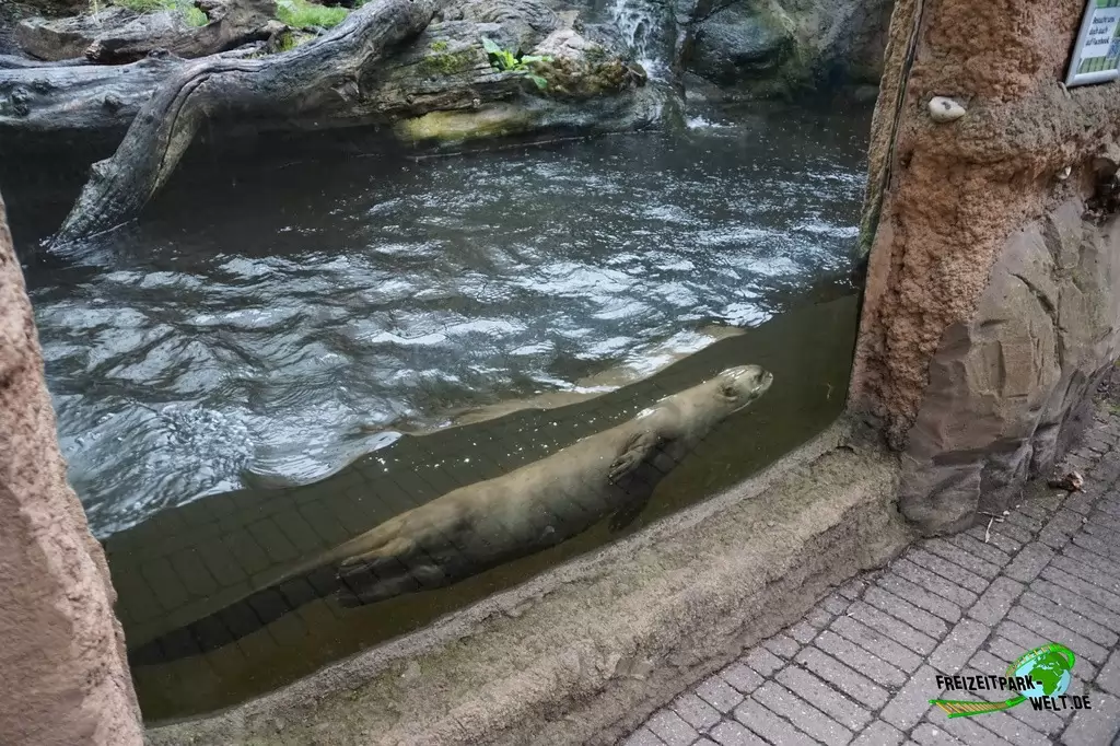 Riesenotter im Zoo Duisburg - 2017