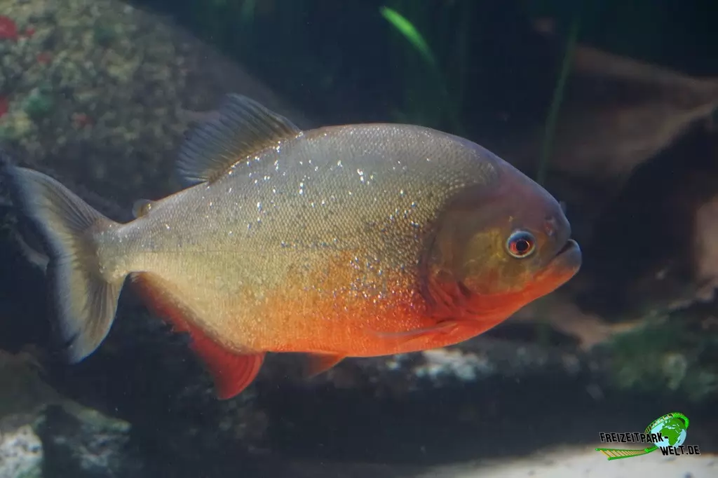 Piranhas im Zoo Duisburg - 2017