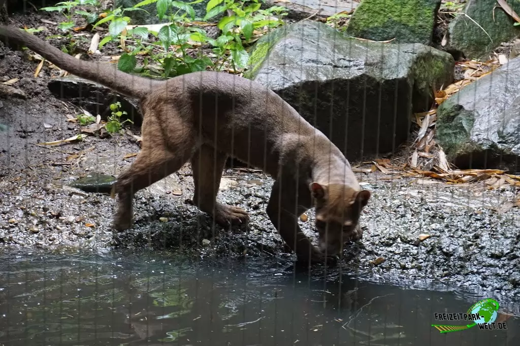 Fossa im Zoo Duisburg - 2017
