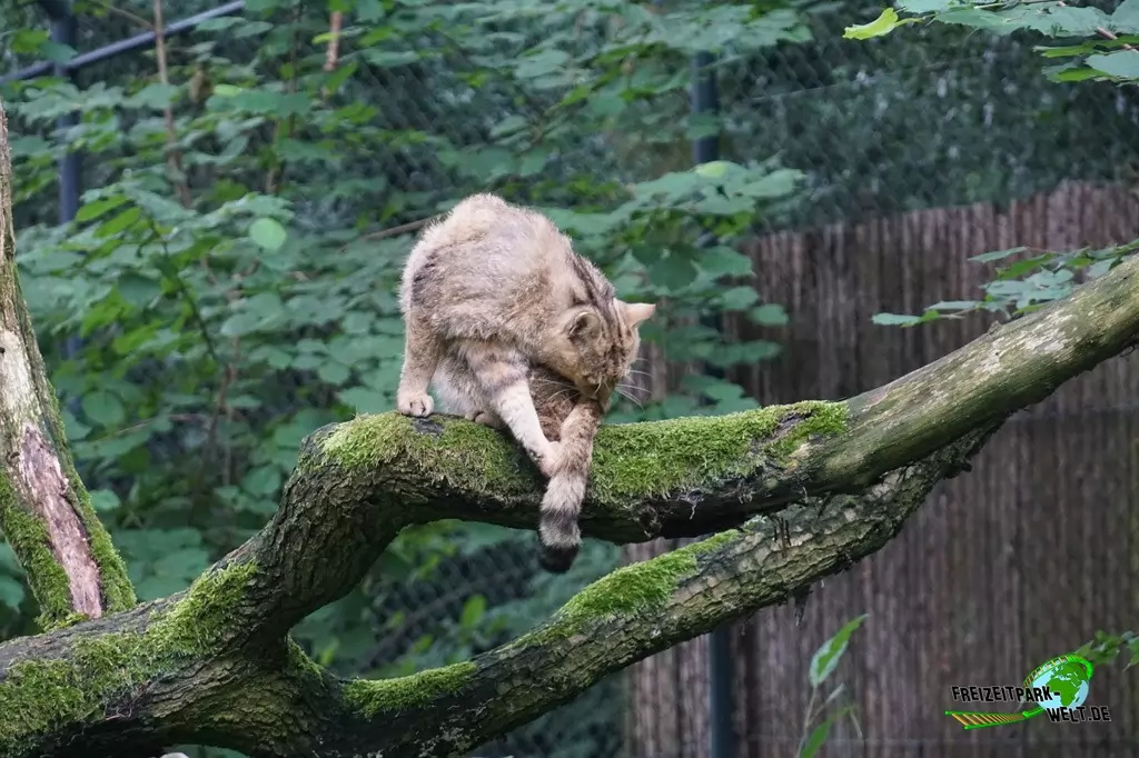 Luchs im Zoo Duisburg - 2017