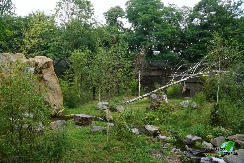 Sibirischer Tiger im Zoo Duisburg - 2017