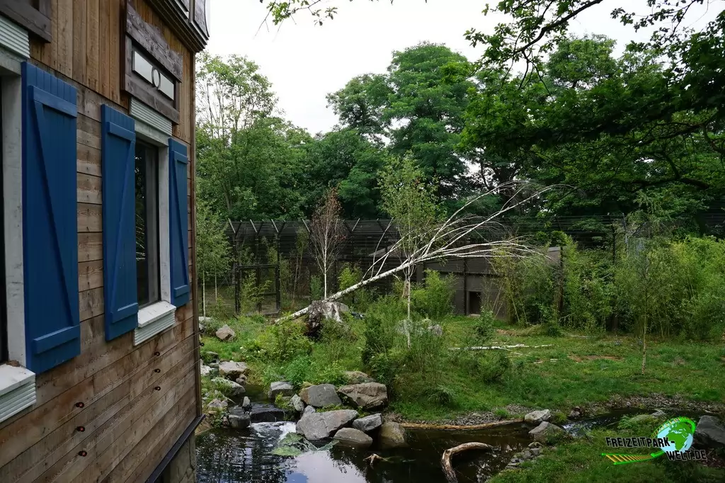 Sibirischer Tiger im Zoo Duisburg - 2017