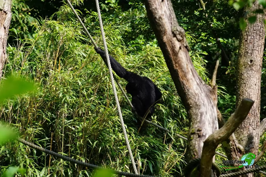 Siamang im Zoo Duisburg - 2017