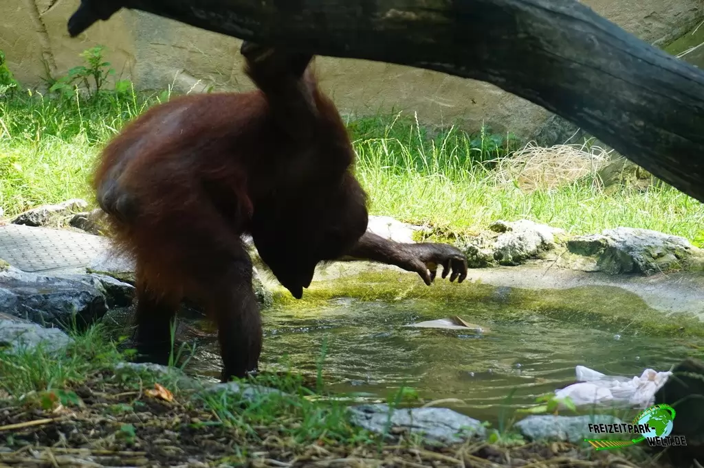 Orang-Utan im Zoo Duisburg - 2017