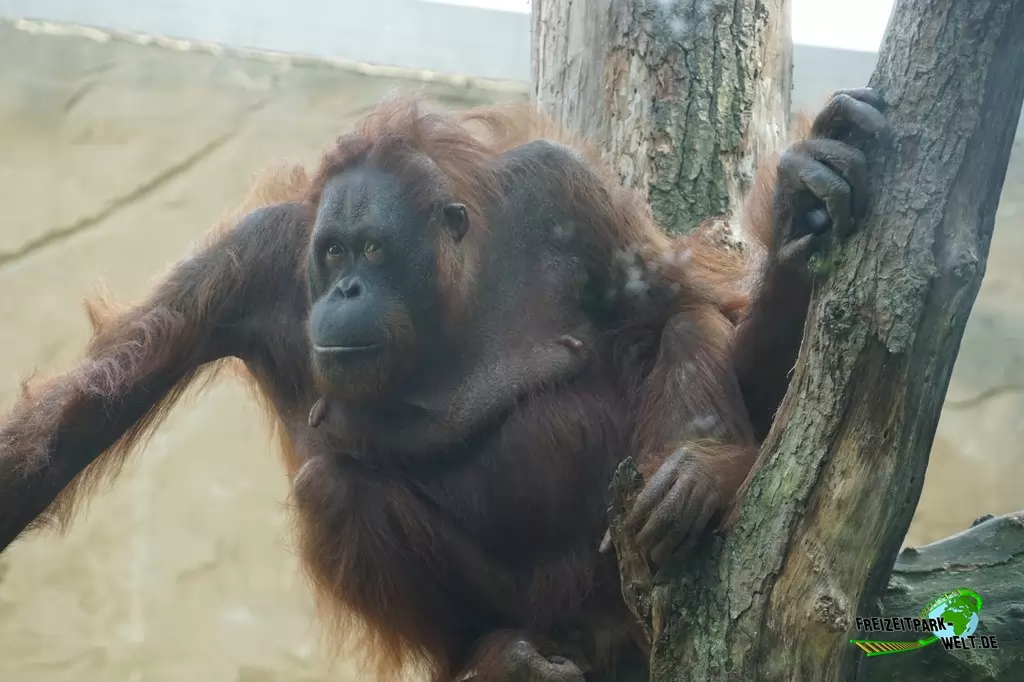 Orang-Utan im Zoo Duisburg - 2017