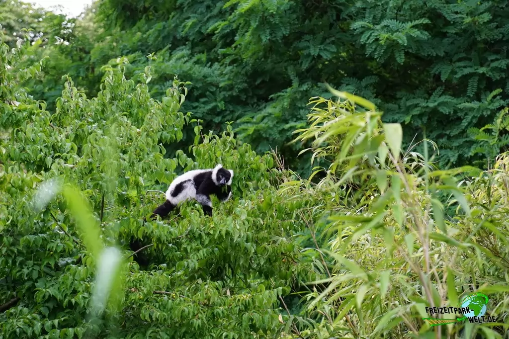 Schwarzweiße Varis im Zoo Duisburg - 2017