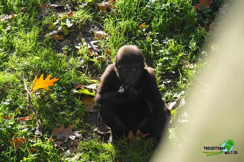 Westlicher Flachland-Gorilla im Zoo Duisburg - 2017