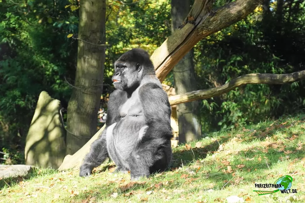 Westlicher Flachland-Gorilla im Zoo Duisburg - 2017