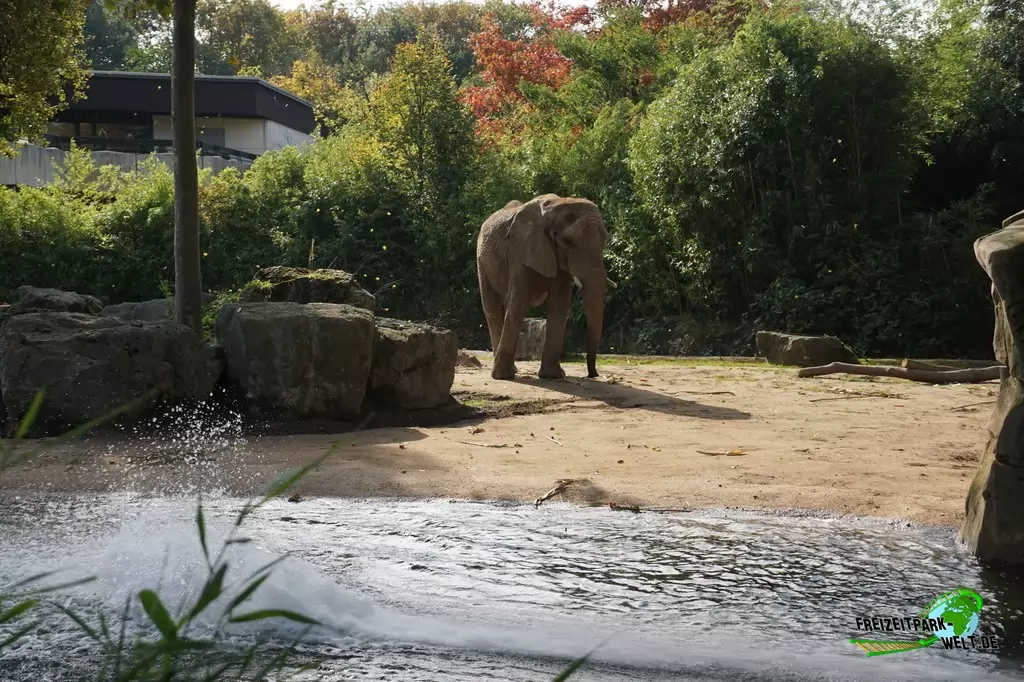 Afrikanischer Elefant im Zoo Duisburg - 2017