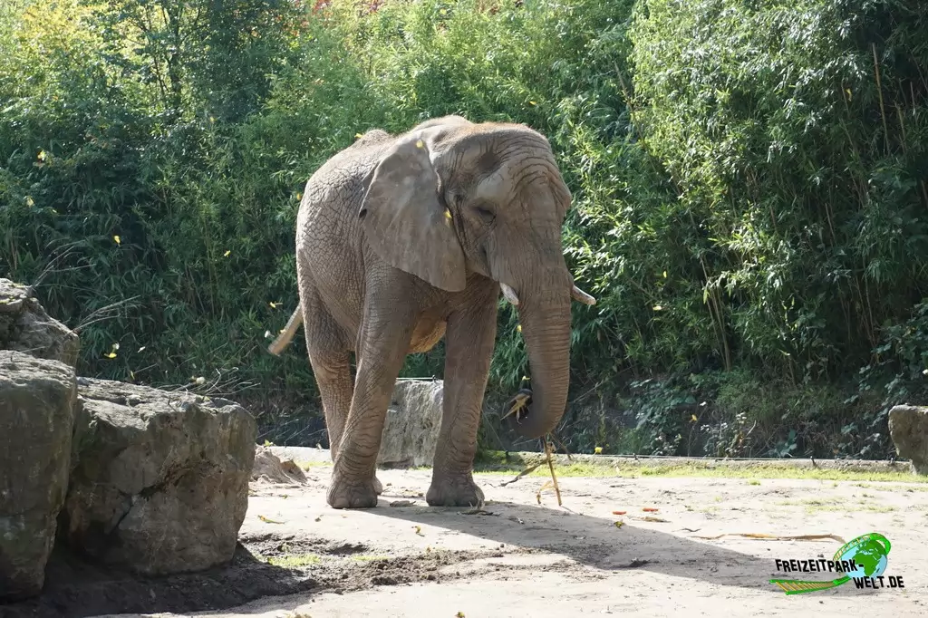 Afrikanischer Elefant im Zoo Duisburg - 2017