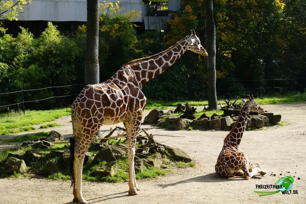 Giraffe im Zoo Duisburg - 2017
