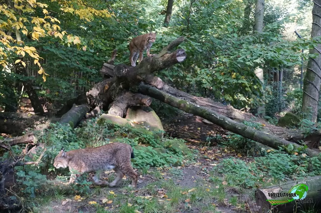 Luchs im Zoo Duisburg - 2017