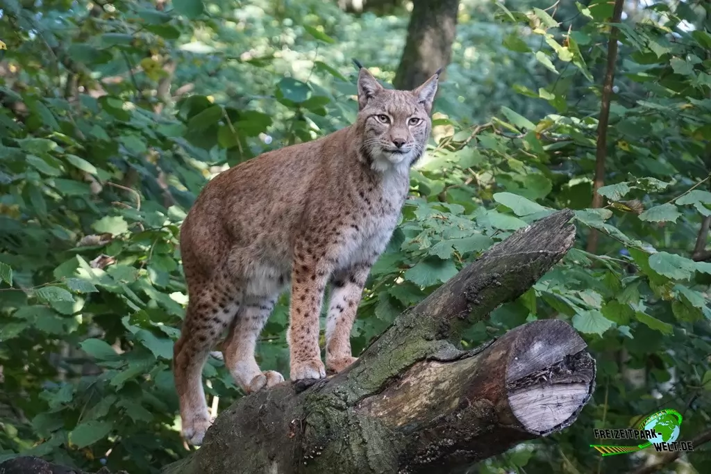 Luchs im Zoo Duisburg - 2017
