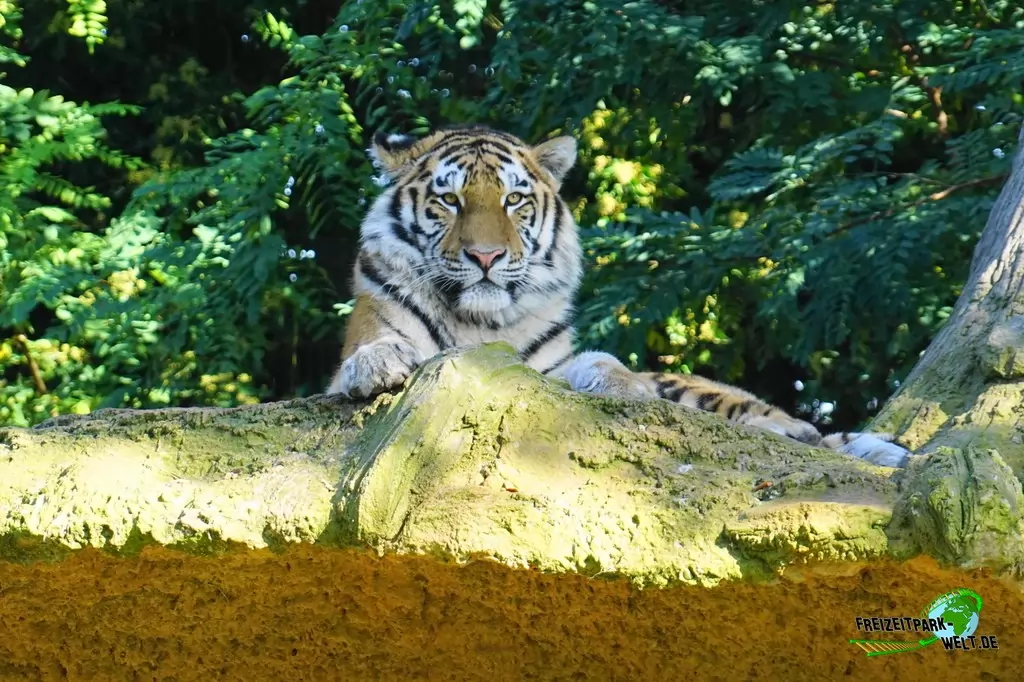 Sibirischer Tiger im Zoo Duisburg - 2017