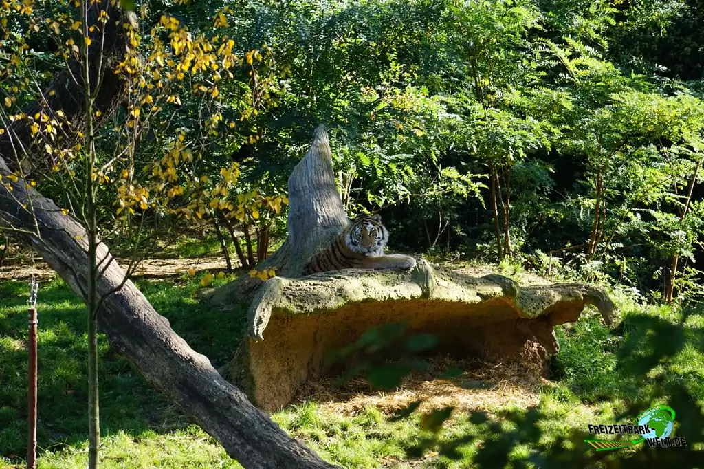 Sibirischer Tiger im Zoo Duisburg - 2017
