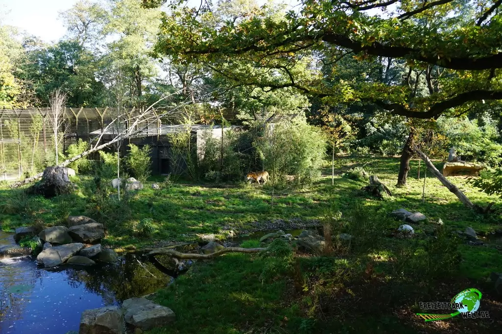 Sibirischer Tiger im Zoo Duisburg - 2017