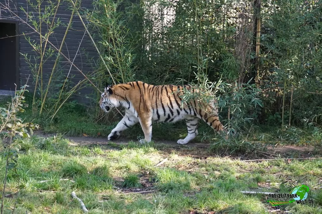 Sibirischer Tiger im Zoo Duisburg - 2017