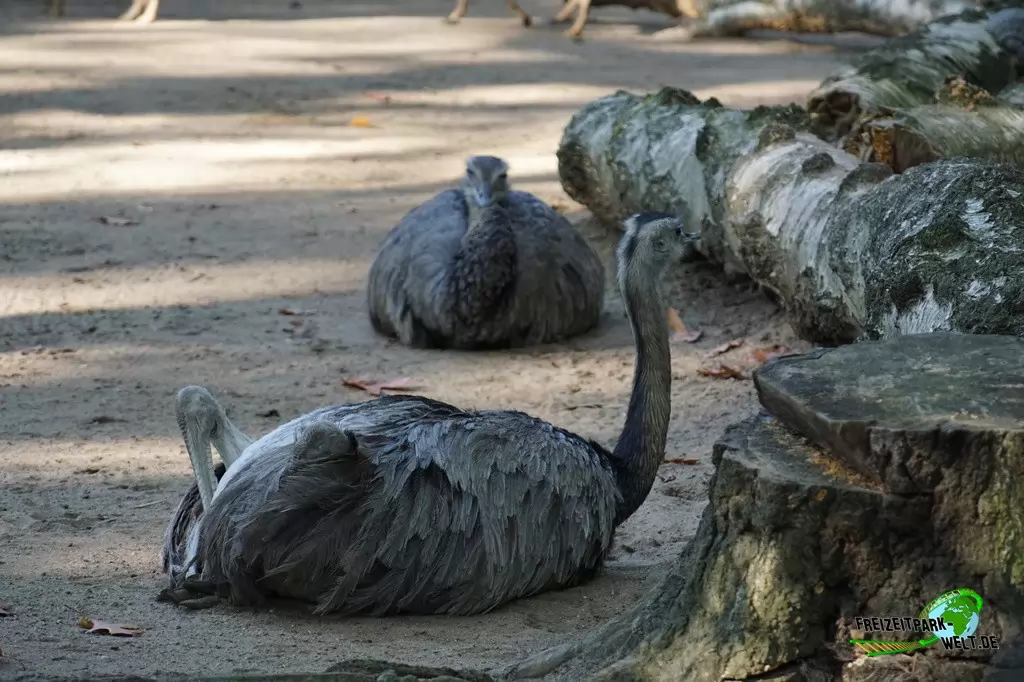 Nandu im Zoo Duisburg - 2017