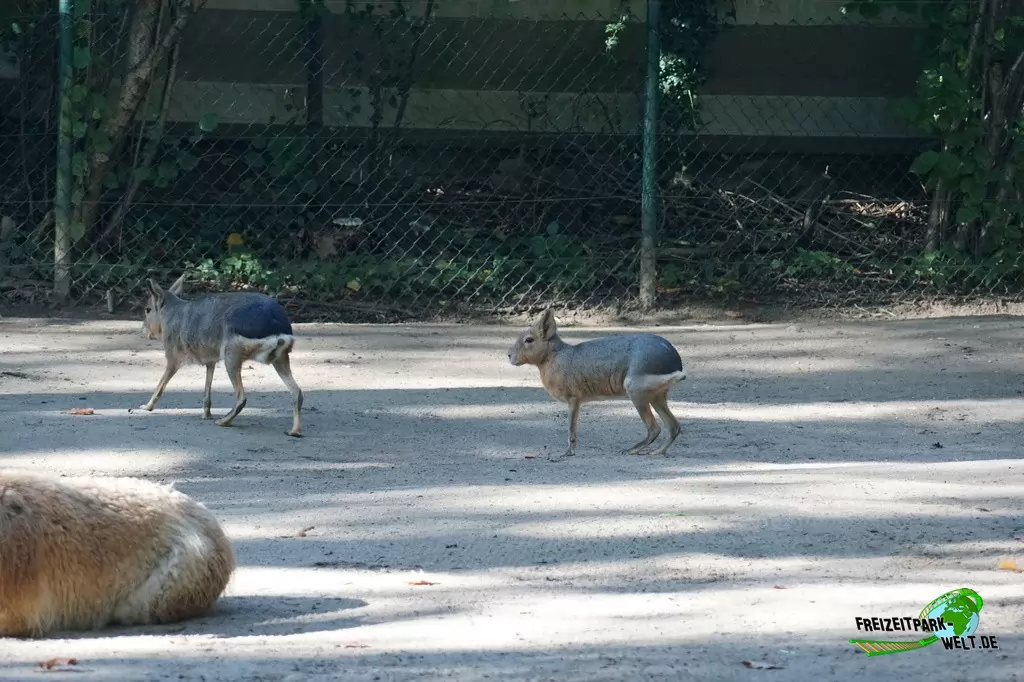 Großer Mara im Zoo Duisburg - 2017