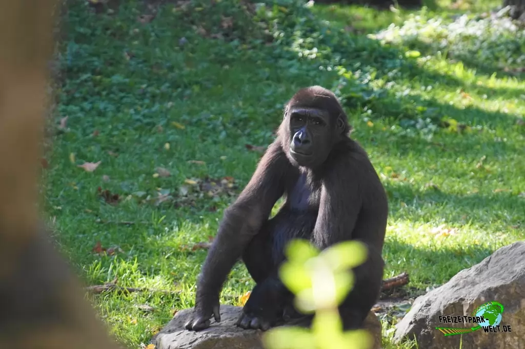 Westlicher Flachland-Gorilla im Zoo Duisburg - 2017