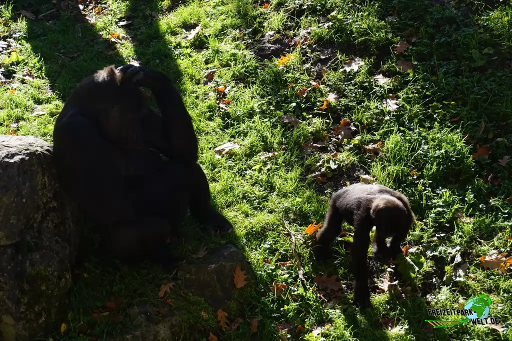 Westlicher Flachland-Gorilla im Zoo Duisburg - 2017