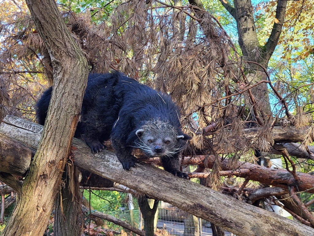 60 - 2023 Binturong-Anlage_Bild 3 (3).jpg
