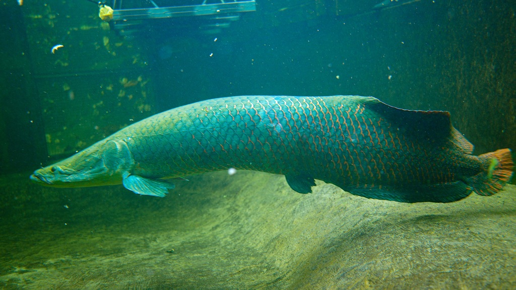 20 - 2024 Arapaima Ankunft_Bild 1.jpg