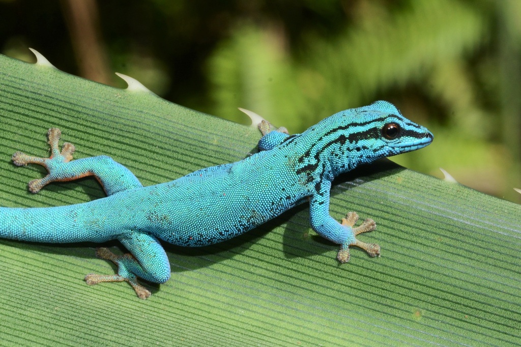 52 - 2024 Artenschutztag_Bild 1_Himmelblauer Zwergtaggecko.jpg