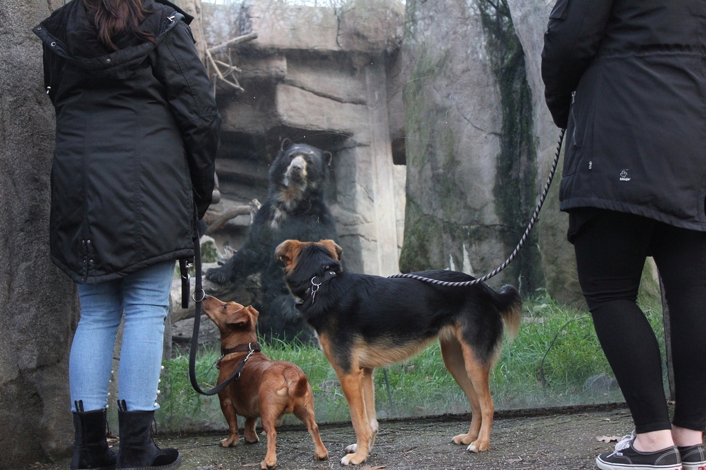44-2025 Hunde im Zoo.jpg