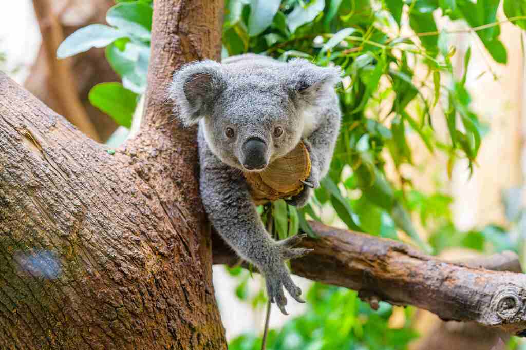 12 - 2026 Zoo Duisburg erwartet Koalaweibchen Kiri.jpg