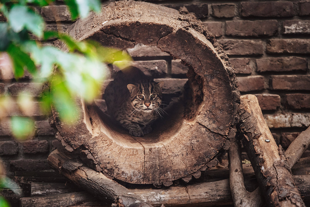 Fischkatzenkater_Narok_02_Zoo Duisburg.jpg