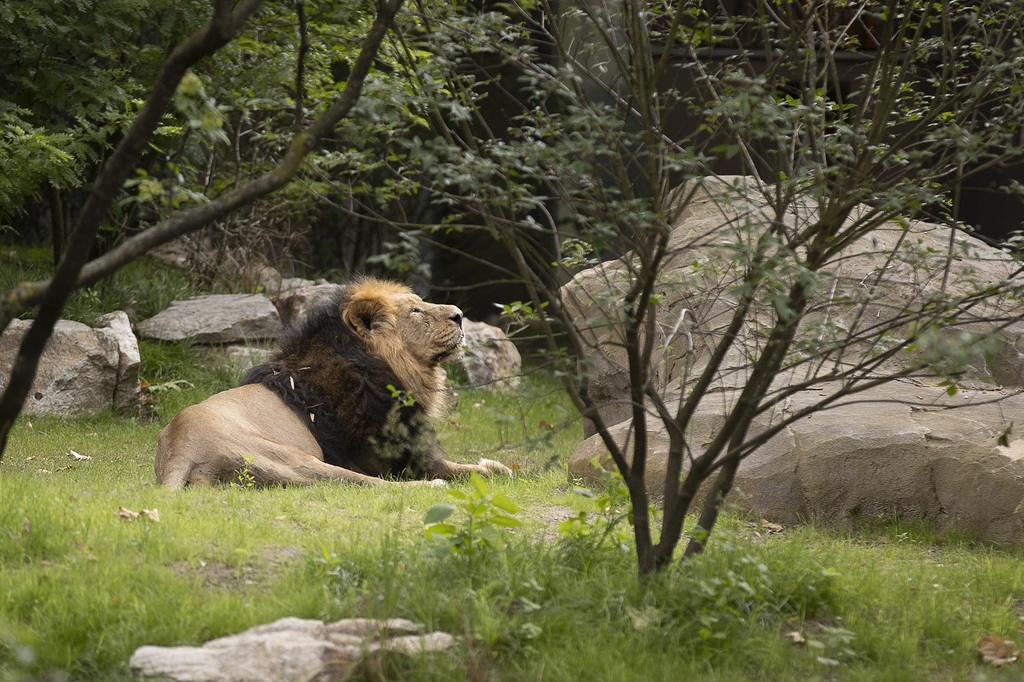 Loewe KUMAR Zoo Frankfurt.jpg