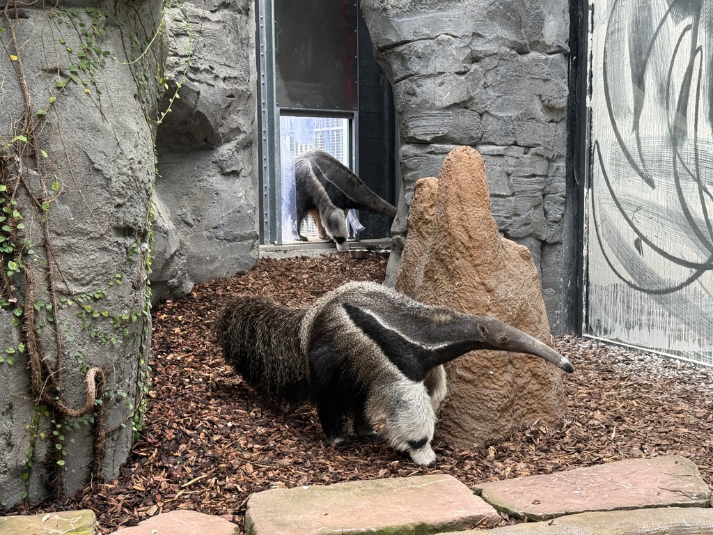 2026 Ameisenbo Frankfurt .jpg