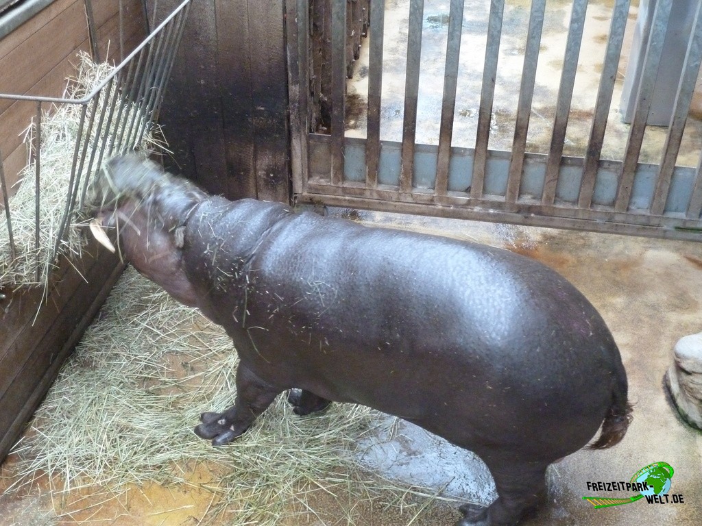 Zwergflusspferd im Zoo Hoyerswerda - 2019