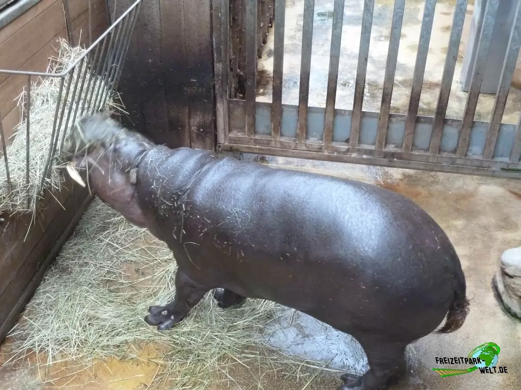 Zwergflusspferd im Zoo Hoyerswerda - 2019