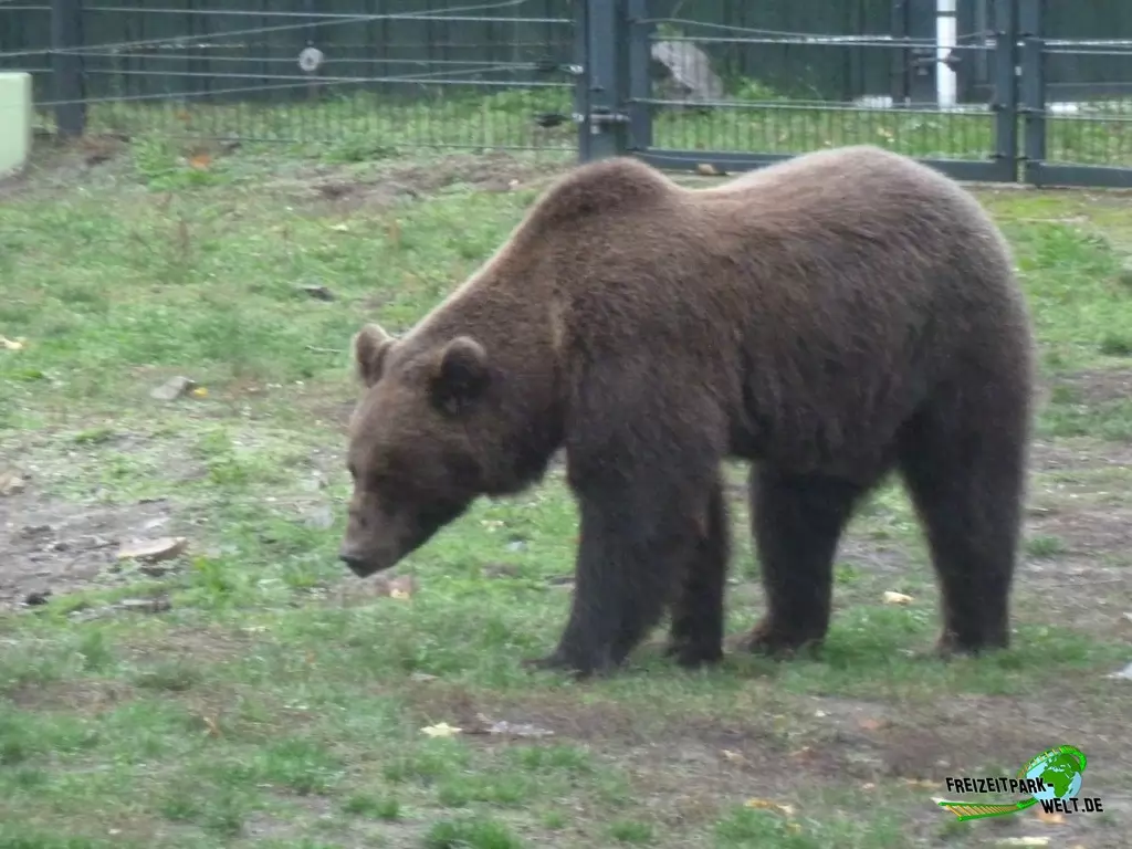 Braunbär im Zoo Hoyerswerda - 2019