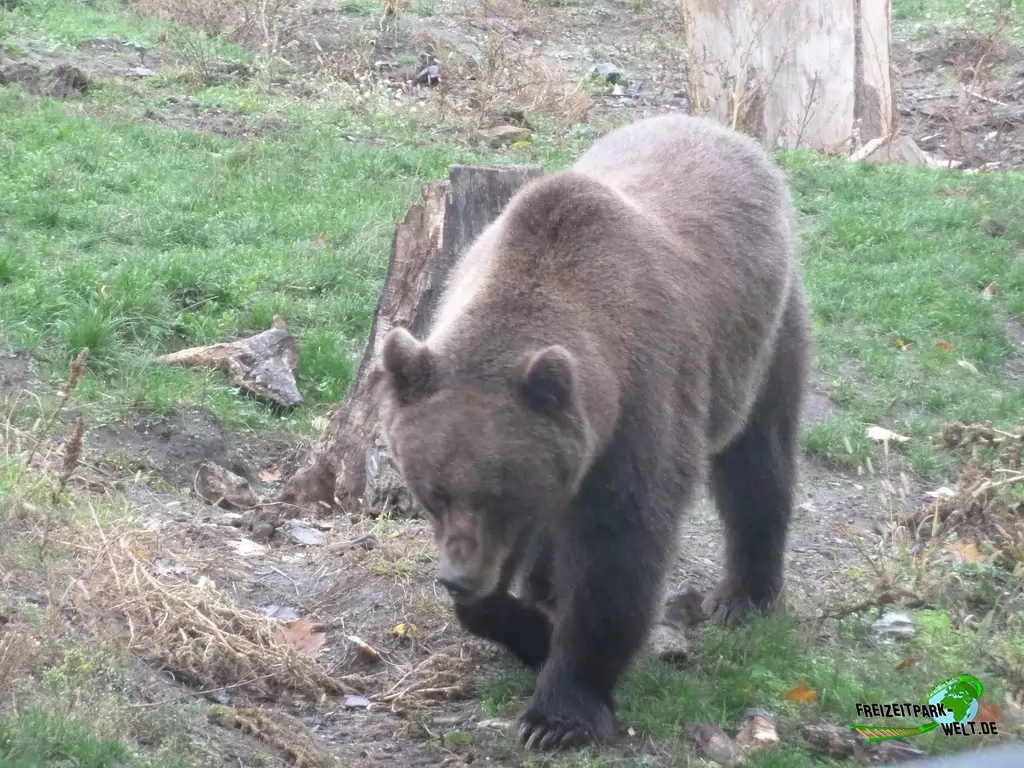 Braunbär im Zoo Hoyerswerda - 2019