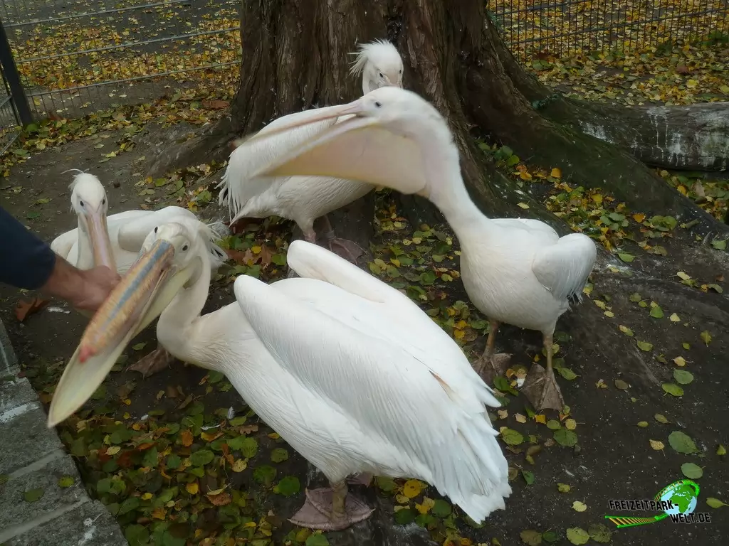 Rosapelikan im Zoo Hoyerswerda - 2019