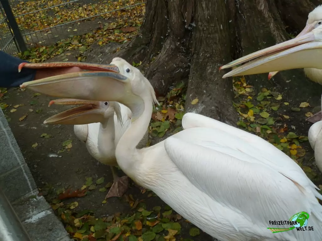 Rosapelikan im Zoo Hoyerswerda - 2019