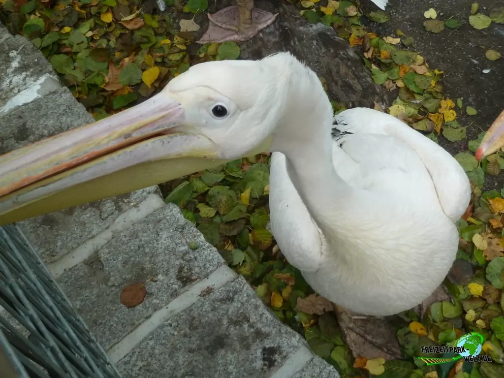 Rosapelikan im Zoo Hoyerswerda - 2019
