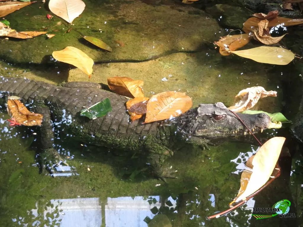 Keilkopf-Glattstirnkaiman im Zoo Krefeld - 2018