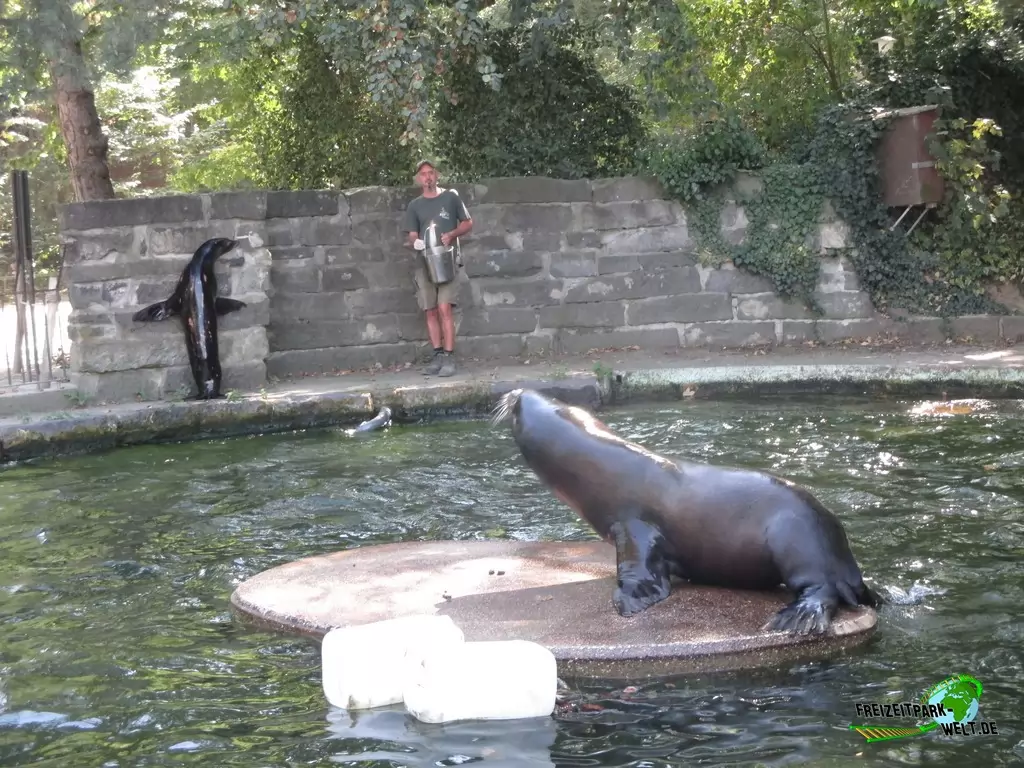 Kalifornischer Seelöwe im Zoo Krefeld - 2018