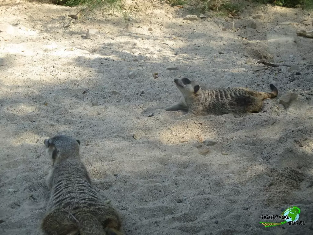 Erdmännchen im Zoo Krefeld - 2018