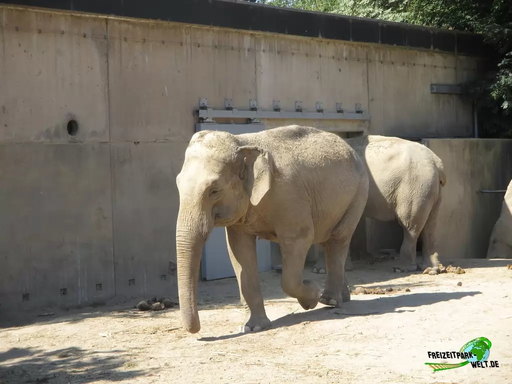 Asiatischer Elefant im Zoo Krefeld - 2018